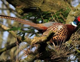 Colorful pheasant on the tree