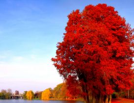 Red and yellow trees on the shore of lake