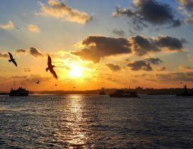 Sunset wallpaper - The birds flying over the sea