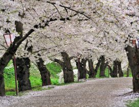 Spring time - The trees are blooming on the pathway