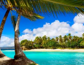 Tropical sea - Beach, palms and sunny