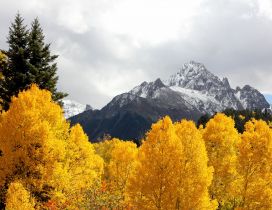 Yellow trees in the mountains