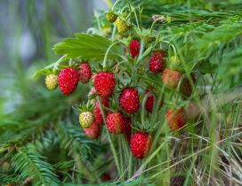 Red strawberries in the grass