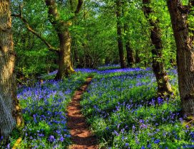 Blue flowers between trees in the green forest