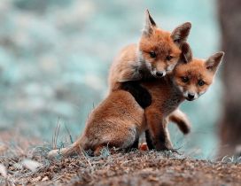 Two baby fox playing in the woods