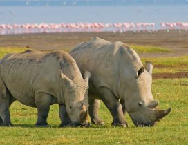 Two rhinos grazing in field