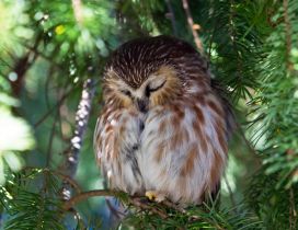 Sleeping owl on a branch in a sunny day