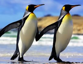 Two penguins walking on beach