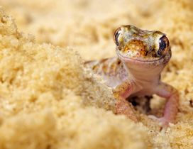 Happy lizard on sand