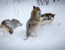 Wolfs fighting  in the snow