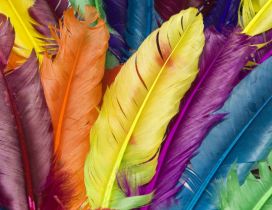Coloured feathers goose - HD wallpaper
