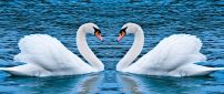Swan love, two swans on the lake