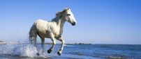 White horse running in water