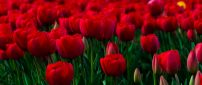A field of red tulips bloomings and buds