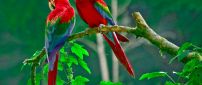 Two parrots very colorful on a twig