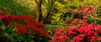 Red flowers in the forest, impressive nature