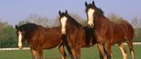 Three brown beautiful horses on the field