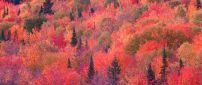 Colorful trees - autumn day in forest