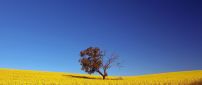 Lonely tree in the middle of the golden wheat field