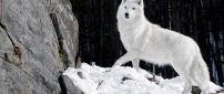 Wild white wolf in the forest HD