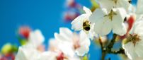 Bee on white flowers trees - Spring flower