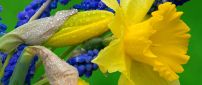 Daffodils and Hyacinth - Yellow and blue flowers