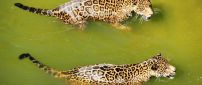 Two jaguar swimming side by side in water
