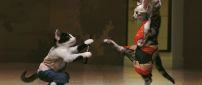 The cats came to blows - Battles between cats