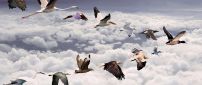 All birds flying over the clouds