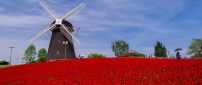 Field full of flowers and Windmill