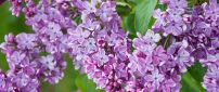 Branch with purple lilac flowers wallpaper