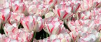 Field with white and red tulips