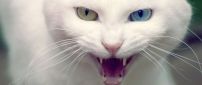 Angry White Cat