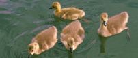 Four ducklings swimming on the lake