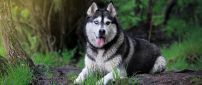 Siberian husky dog in the forest
