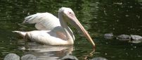 White pelican and turtles on the lake