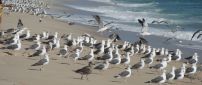 White and gray seagulls on the beach