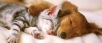 Cute cat and dog sleep embrace