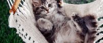 Sweet gray cat in hammock