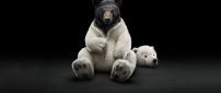 Funny clothes for a bear - polar bear