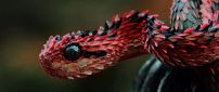 Beautiful red and black viper HD
