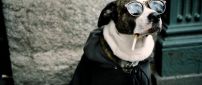 Dog with glasses and cigarette