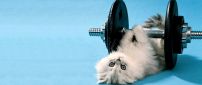 Cute white cat lifting weights  - Cat at gym