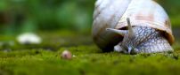 Snail walking on grass