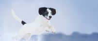 White dog with black spots jumping through snow