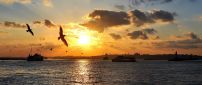 Sunset wallpaper - The birds flying over the sea