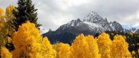 Yellow trees in the mountains