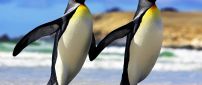 Two penguins walking on beach