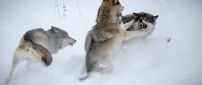 Wolfs fighting  in the snow