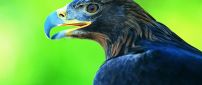 Dark blue eagle on a green background